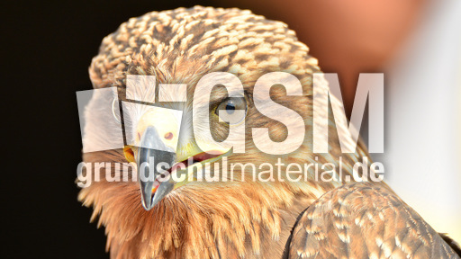 Schwarzmilan (13).jpg